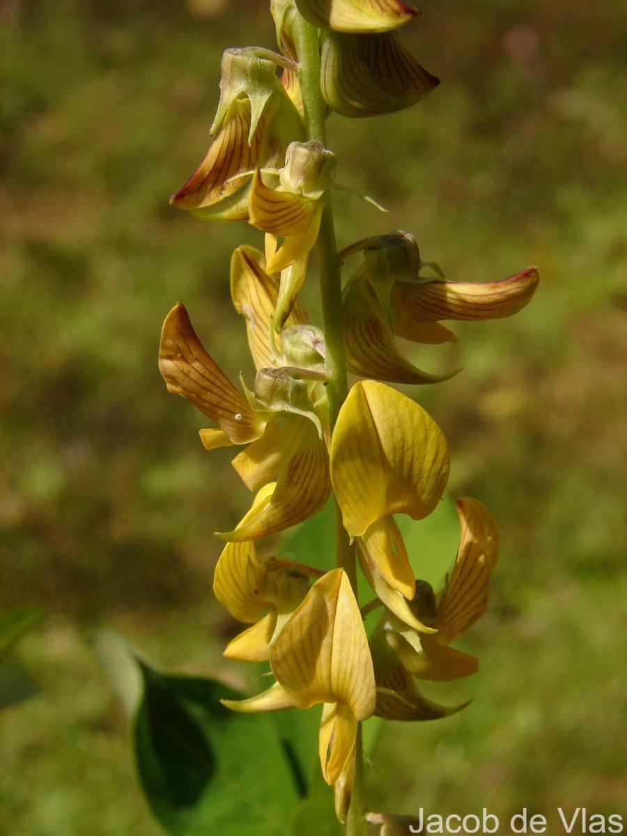 Crotalaria pallida Aiton